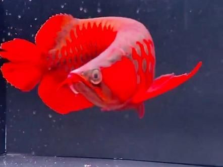 有哪些著名的金龍魚品種？，十款熱門龍魚大揭秘