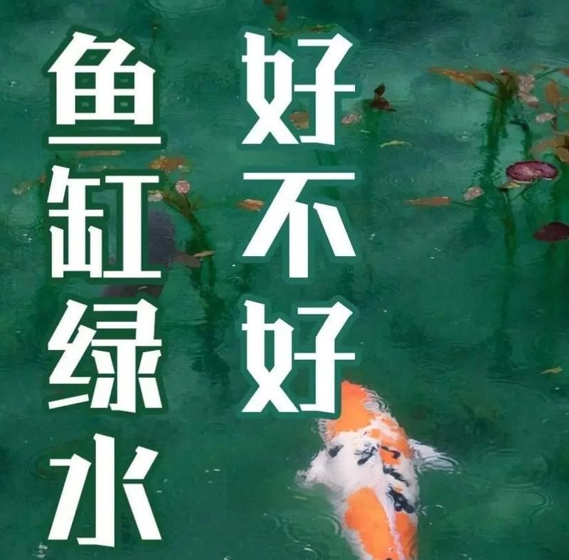 魚缸綠水對魚有害嗎？，新手養(yǎng)魚避坑指南,
