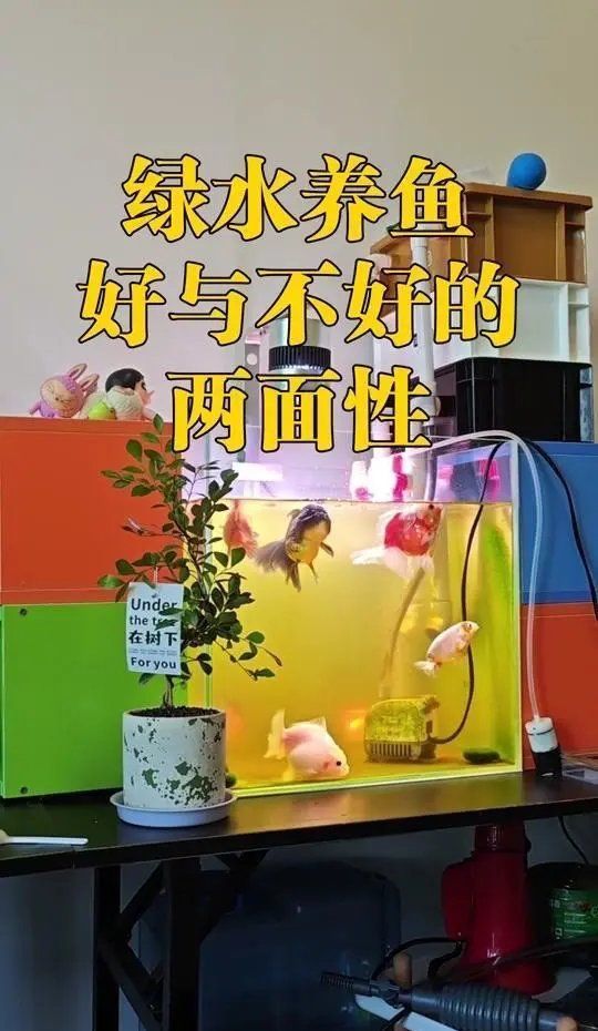 魚缸綠水對魚有害嗎？，新手養(yǎng)魚避坑指南,