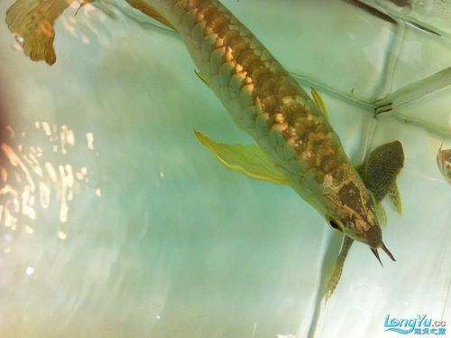 有沒有推薦的杭州龍魚水族店？，杭州龍魚水族店推薦