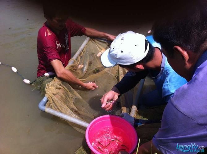 有沒有推薦的杭州龍魚水族店？，杭州龍魚水族店推薦