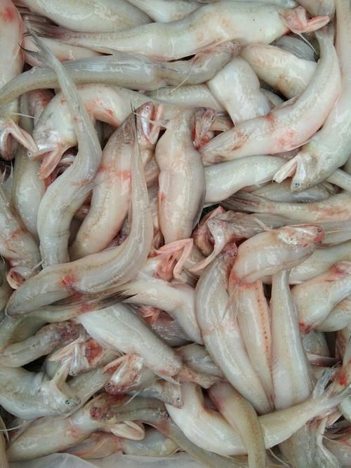 能否提供涉縣龍魚的圖片，如何鑒別涉縣龍魚的品相和血統？ 能否提供涉縣龍魚的圖片，如何鑒別涉縣龍魚的品相和血統？ 龍魚百科 第7張