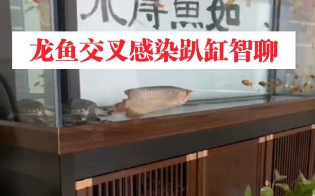 龍魚交叉感染會自愈嗎，龍魚交叉感染是否會自愈
