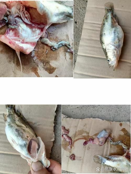 如何預防魚腹水病的傳播，易在高溫、水質惡化或應激條件下暴發的魚腹水病并非獨立疾病