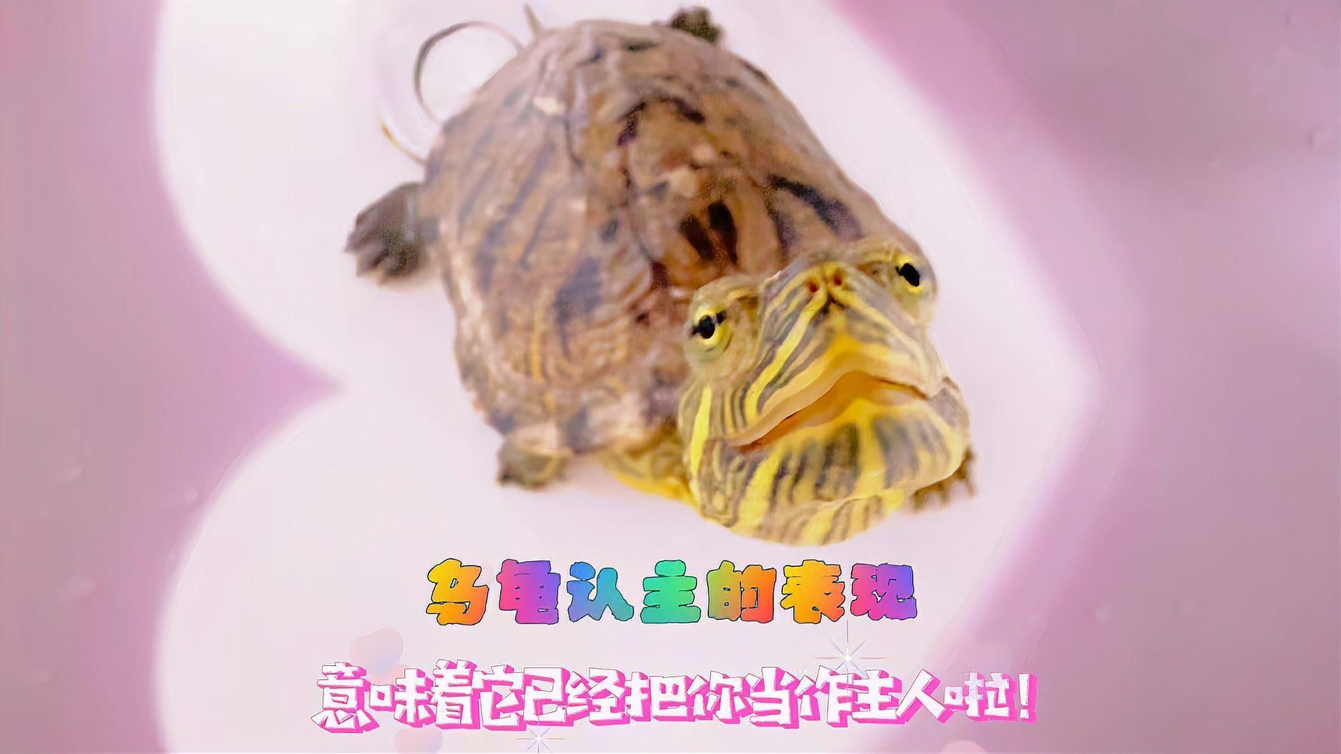 如何判斷烏龜與主人的緣分深淺，烏龜與主人的5個表現，你注意到了嗎 如何判斷烏龜與主人的緣分深淺，烏龜與主人的5個表現，你注意到了嗎 龍魚百科 第2張