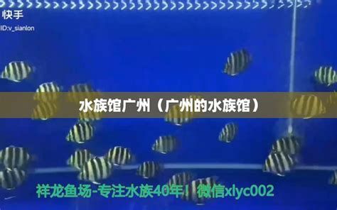 龍魚醫生店一般提供哪些服務？，龍魚醫生店主要提供以下服務