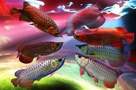 龍魚醫生店一般提供哪些服務？，龍魚醫生店主要提供以下服務
