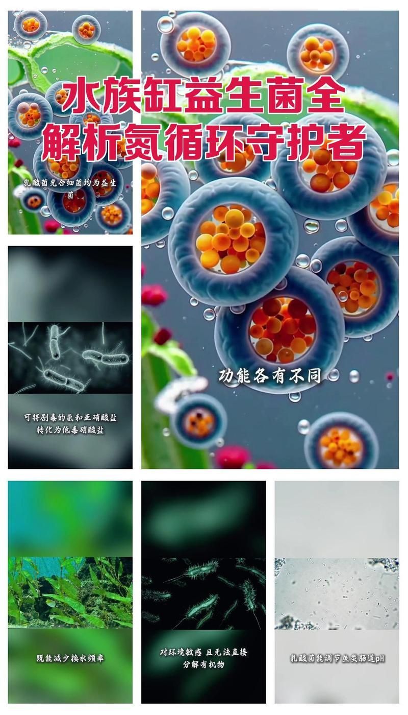 有哪些品牌益生菌適合錦鯉魚缸使用，錦鯉魚缸使用益生菌