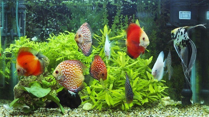 有哪些天然方法可以預(yù)防龍魚(yú)內(nèi)寄生蟲(chóng)感染，如何判斷龍魚(yú)是否感染了內(nèi)寄生蟲(chóng) 有哪些天然方法可以預(yù)防龍魚(yú)內(nèi)寄生蟲(chóng)感染，如何判斷龍魚(yú)是否感染了內(nèi)寄生蟲(chóng) 龍魚(yú)百科 第1張