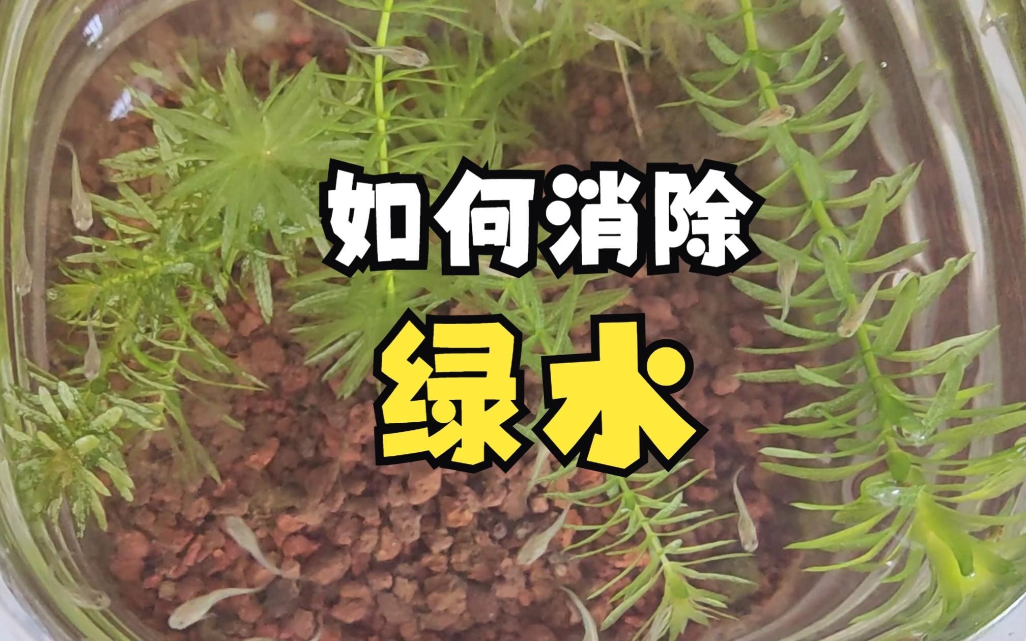 魚缸水變綠多久會消失，如何判斷魚缸水變綠對魚有害嗎？如何判斷魚缸水何時會變綠？