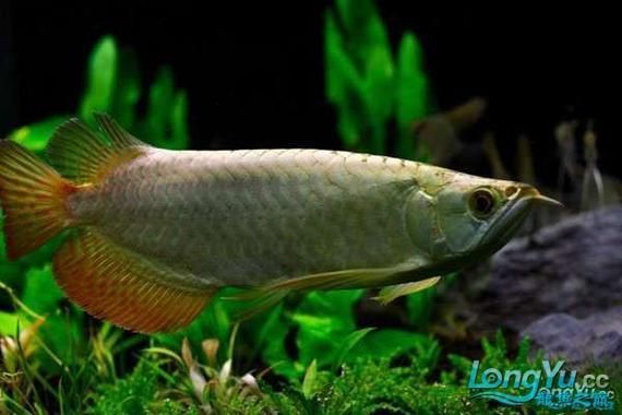給我一些鑒別金頭金龍魚的真?zhèn)蔚膱D片，如何鑒別金頭金龍魚