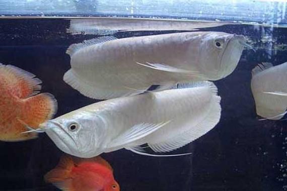 臨夏州龍魚的養殖技術有哪些？，臨夏州龍魚養殖技術