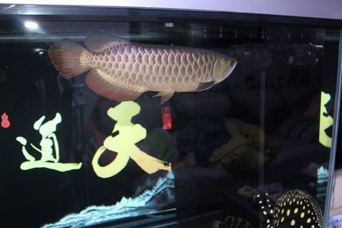 速倍妥霞光號的價格是多少，速倍妥霞光號不同型號價格對比表