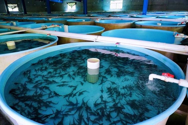 石阡龍魚的市場口碑如何？，石阡龍魚的市場口碑