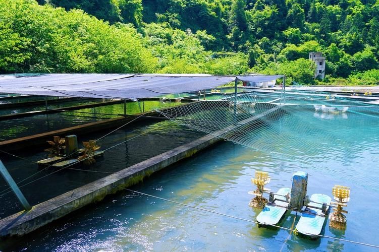 石阡龍魚的市場口碑如何？，石阡龍魚的市場口碑