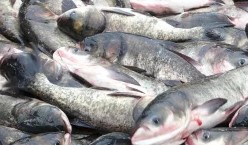 五大連池鰱魚和龍魚有什么區(qū)別?,五大連池鰱魚與龍魚的區(qū)別 龍魚百科 第3張 五大連池鰱魚和龍魚有什么區(qū)別?,五大連池鰱魚與龍魚的區(qū)別 五大連池鰱魚和龍魚有什么區(qū)別?,五大連池鰱魚與龍魚的區(qū)別 龍魚百科 第3張