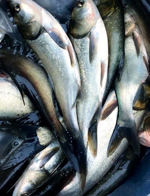 五大連池鰱魚和龍魚有什么區(qū)別?,五大連池鰱魚與龍魚的區(qū)別 龍魚百科 第4張 五大連池鰱魚和龍魚有什么區(qū)別?,五大連池鰱魚與龍魚的區(qū)別 五大連池鰱魚和龍魚有什么區(qū)別?,五大連池鰱魚與龍魚的區(qū)別 龍魚百科 第4張
