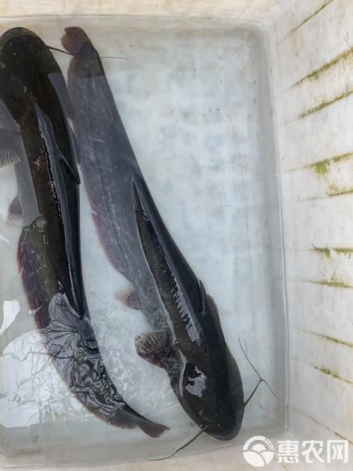 五大連池鰱魚和龍魚有什么區(qū)別?,五大連池鰱魚與龍魚的區(qū)別 龍魚百科 第6張 五大連池鰱魚和龍魚有什么區(qū)別?,五大連池鰱魚與龍魚的區(qū)別 五大連池鰱魚和龍魚有什么區(qū)別?,五大連池鰱魚與龍魚的區(qū)別 龍魚百科 第6張