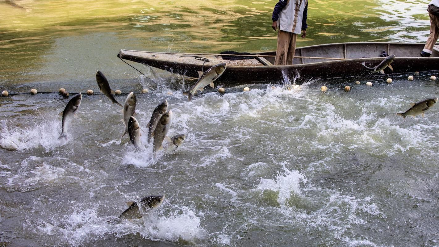 五大連池鰱魚和龍魚有什么區(qū)別?,五大連池鰱魚與龍魚的區(qū)別 龍魚百科 第5張 五大連池鰱魚和龍魚有什么區(qū)別?,五大連池鰱魚與龍魚的區(qū)別 五大連池鰱魚和龍魚有什么區(qū)別?,五大連池鰱魚與龍魚的區(qū)別 龍魚百科 第5張
