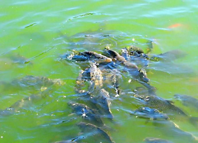 五大連池鰱魚和龍魚有什么區(qū)別?,五大連池鰱魚與龍魚的區(qū)別 龍魚百科 第2張 五大連池鰱魚和龍魚有什么區(qū)別?,五大連池鰱魚與龍魚的區(qū)別 五大連池鰱魚和龍魚有什么區(qū)別?,五大連池鰱魚與龍魚的區(qū)別 龍魚百科 第2張