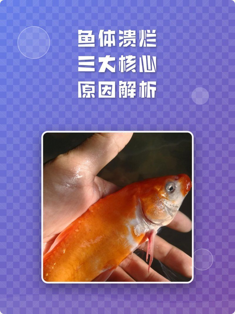 魚身上有潰爛還能吃嗎，魚身上有潰爛還能吃嗎， 魚身上有潰爛還能吃嗎，魚身上有潰爛還能吃嗎， 龍魚百科 第1張