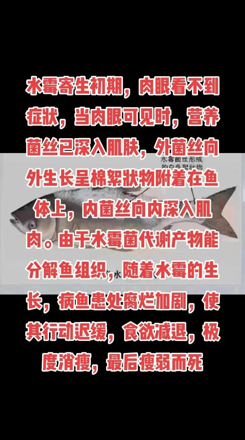 銀龍魚水霉病初期如何治療，銀龍魚水霉病的初期與后期癥狀