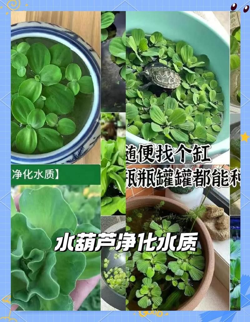 有哪些植物可以吸收魚缸中的有害物質(zhì)，魚缸里的“水質(zhì)守護者”