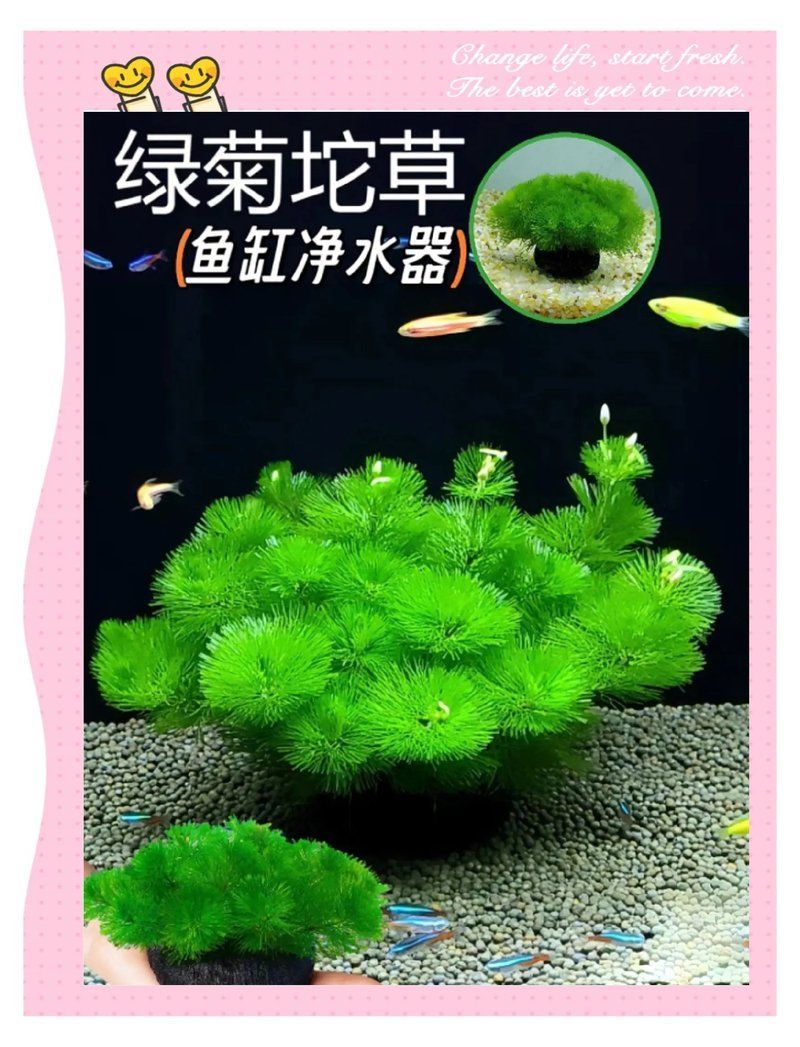 有哪些植物可以吸收魚缸中的有害物質(zhì)，魚缸里的“水質(zhì)守護者”
