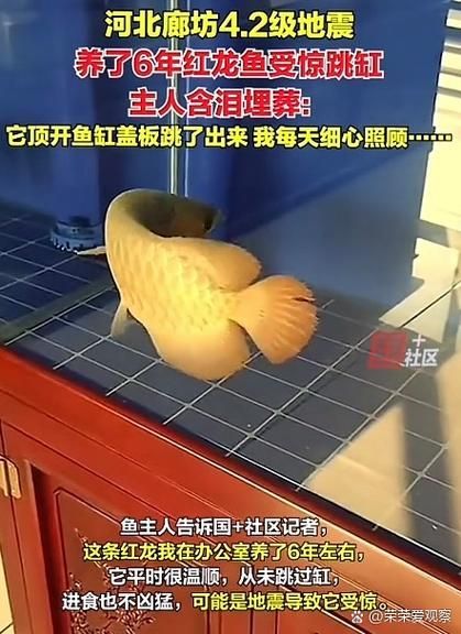 龍魚疾病治療中常見錯(cuò)誤有哪些，龍魚疾病治療中常見錯(cuò)誤