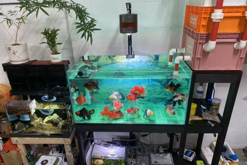 魚鰭充血后如何快速恢復(fù)，如何快速恢復(fù)魚缸鰭充血？