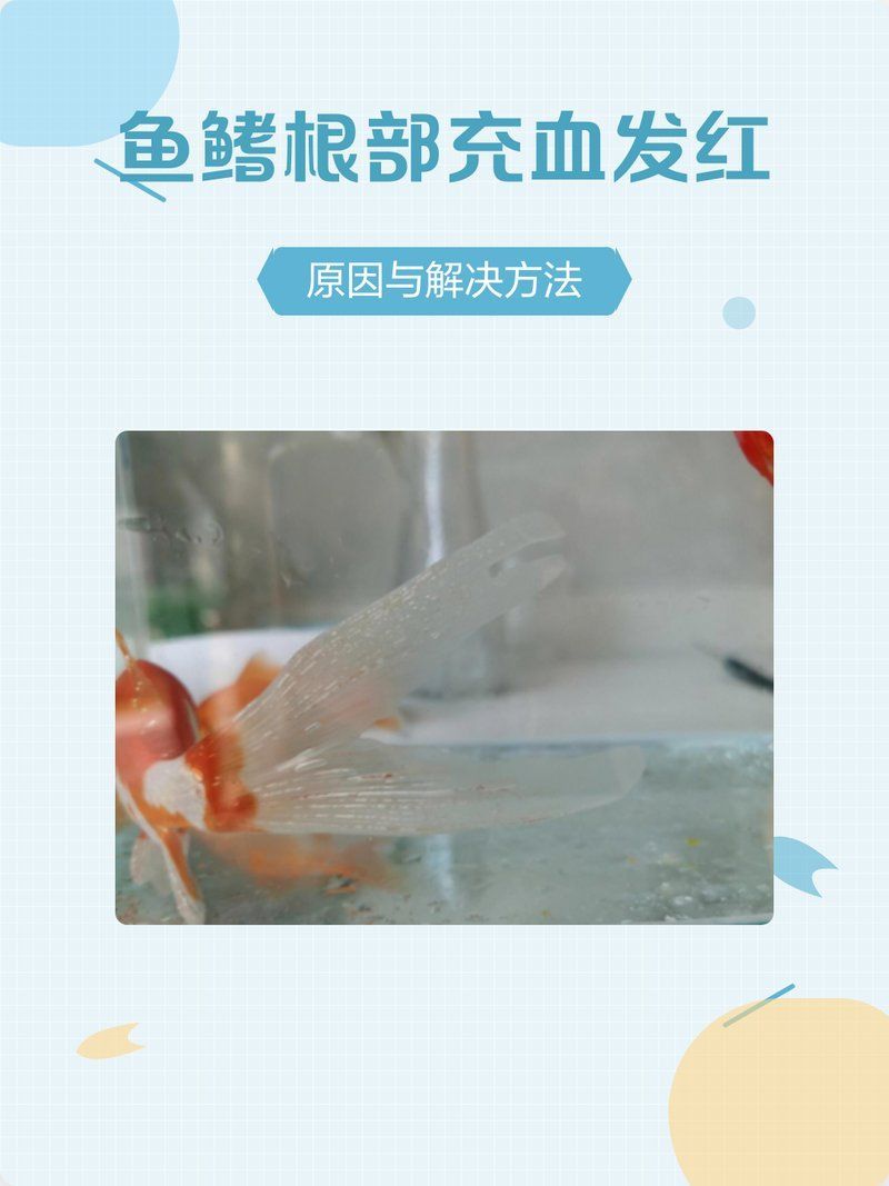 魚鰭充血后如何快速恢復，如何快速恢復魚缸鰭充血？