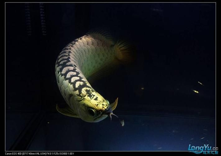 2024年龍魚比賽有哪些組別，024年龍魚比賽的組別包括：金龍組：這是龍魚比賽中的最高級別