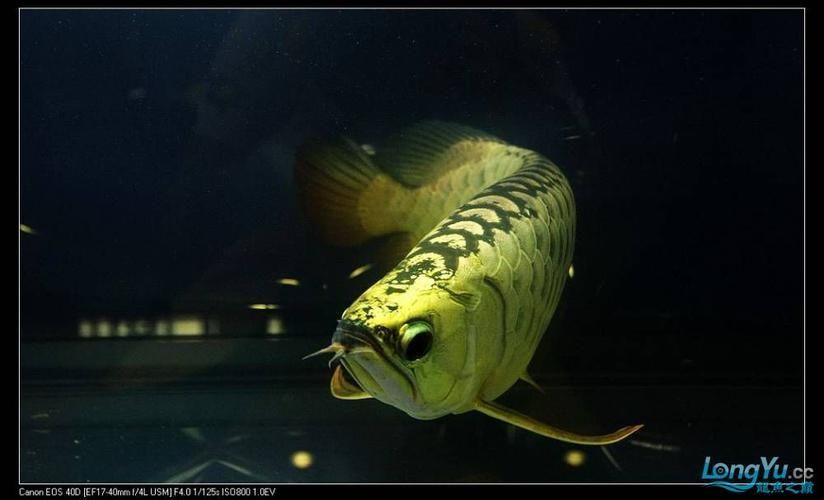 2024年龍魚比賽有哪些組別，024年龍魚比賽的組別包括：金龍組：這是龍魚比賽中的最高級別