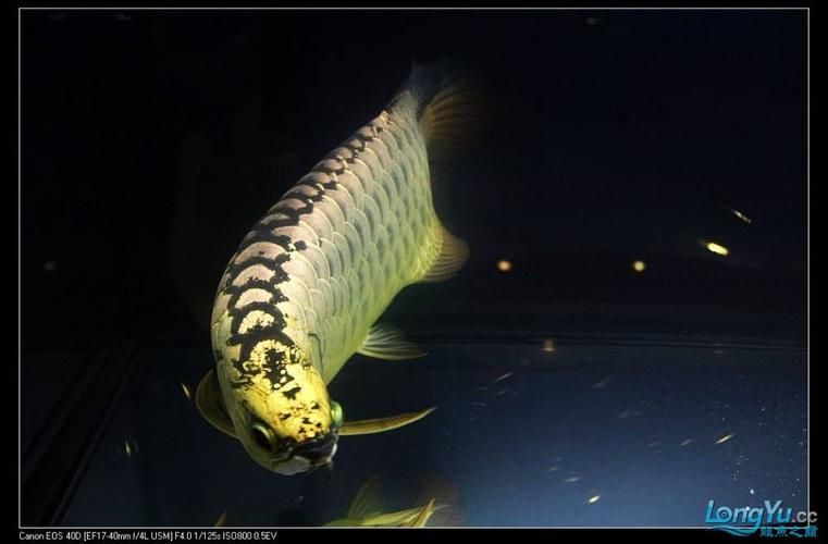 2024年龍魚比賽有哪些組別，024年龍魚比賽的組別包括：金龍組：這是龍魚比賽中的最高級別