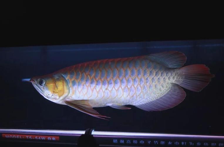 如何辨別梅州龍魚的品質(zhì)，如何判斷梅州龍魚的品質(zhì)是否健康，如何判斷梅州龍魚的品質(zhì)