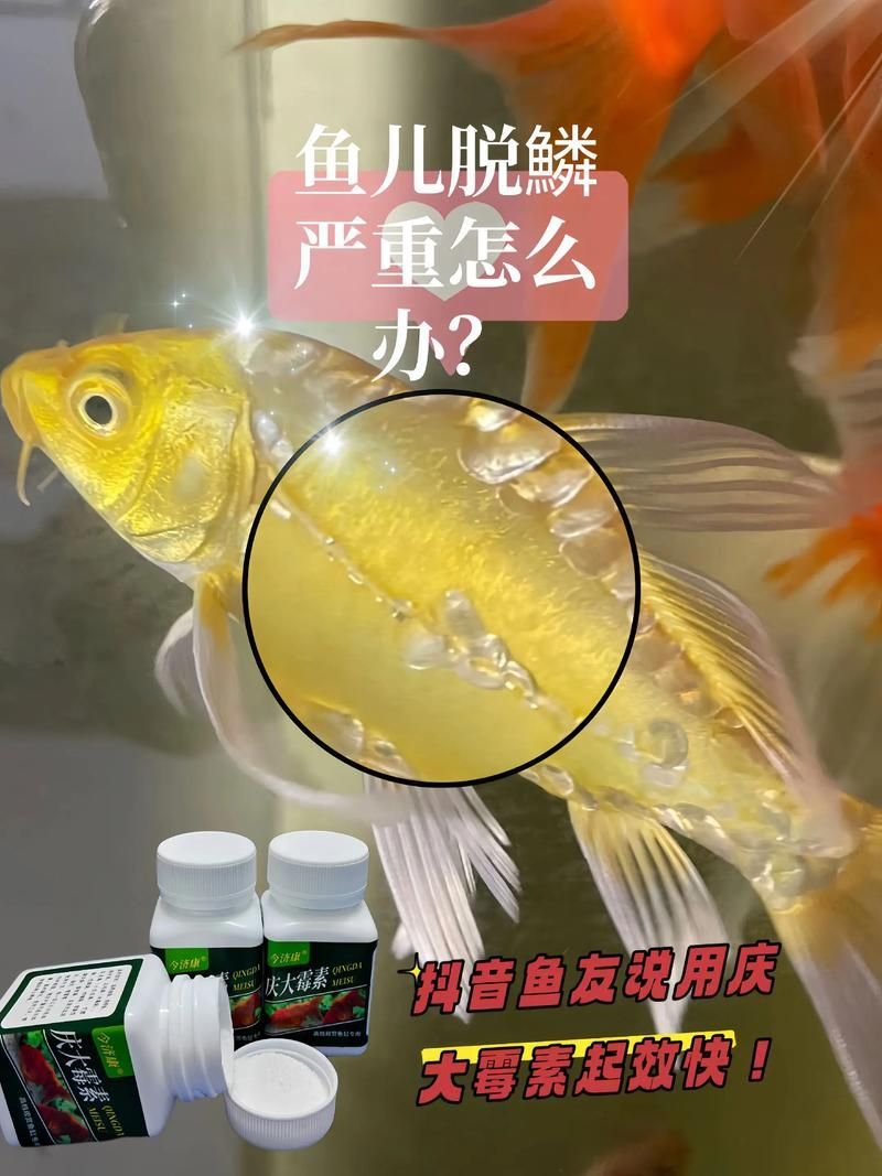 如何預防魚類爛鰭爛尾