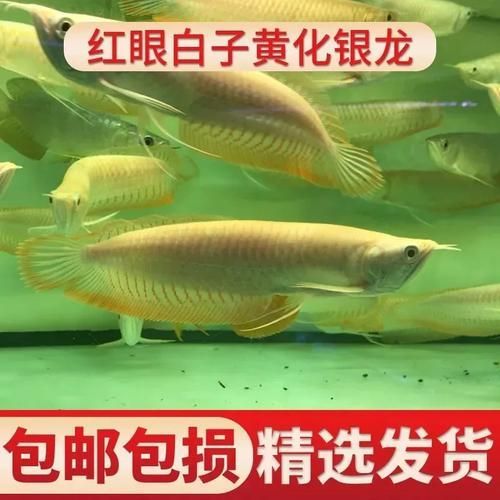 黃化銀龍魚有哪些品相，如何鑒別黃化銀龍魚的品相？