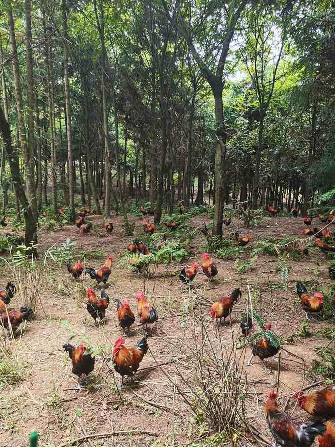 有哪些混養案例可以參考，國內外典型混養案例信息整理完整、數據權威案例信息