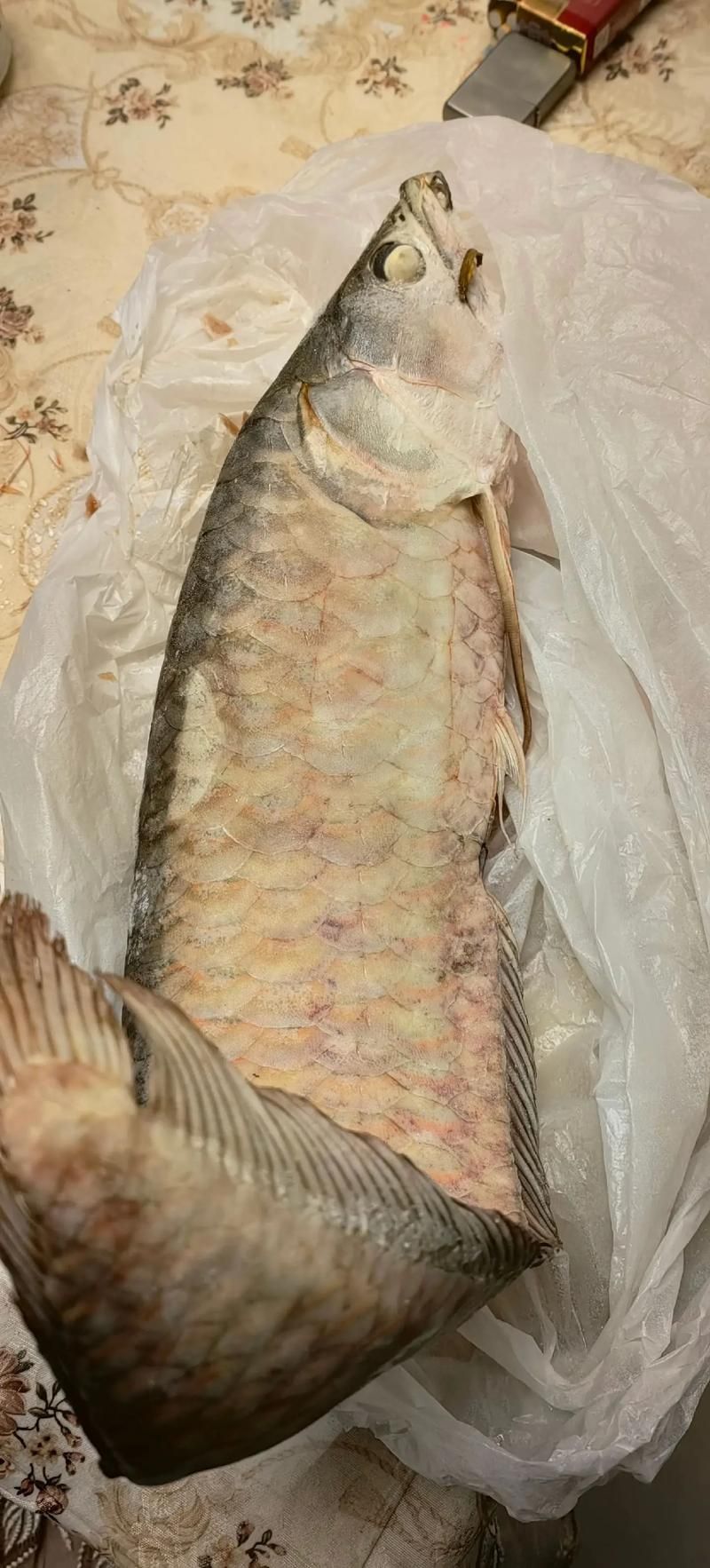 給我一些正寧龍魚養殖的圖片或視頻，正寧龍魚養殖是否成功？