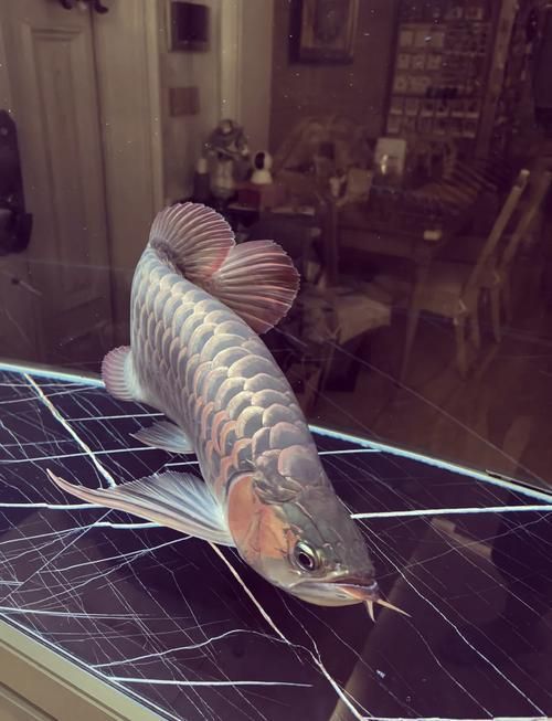 福龍王紅龍魚有哪些優(yōu)良性狀，福龍王紅龍魚有哪些優(yōu)良性狀的觀賞魚福龍王紅龍魚價格是多少