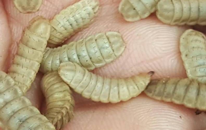 有哪些食物可以替代面包蟲，可以替代面包蟲的食物