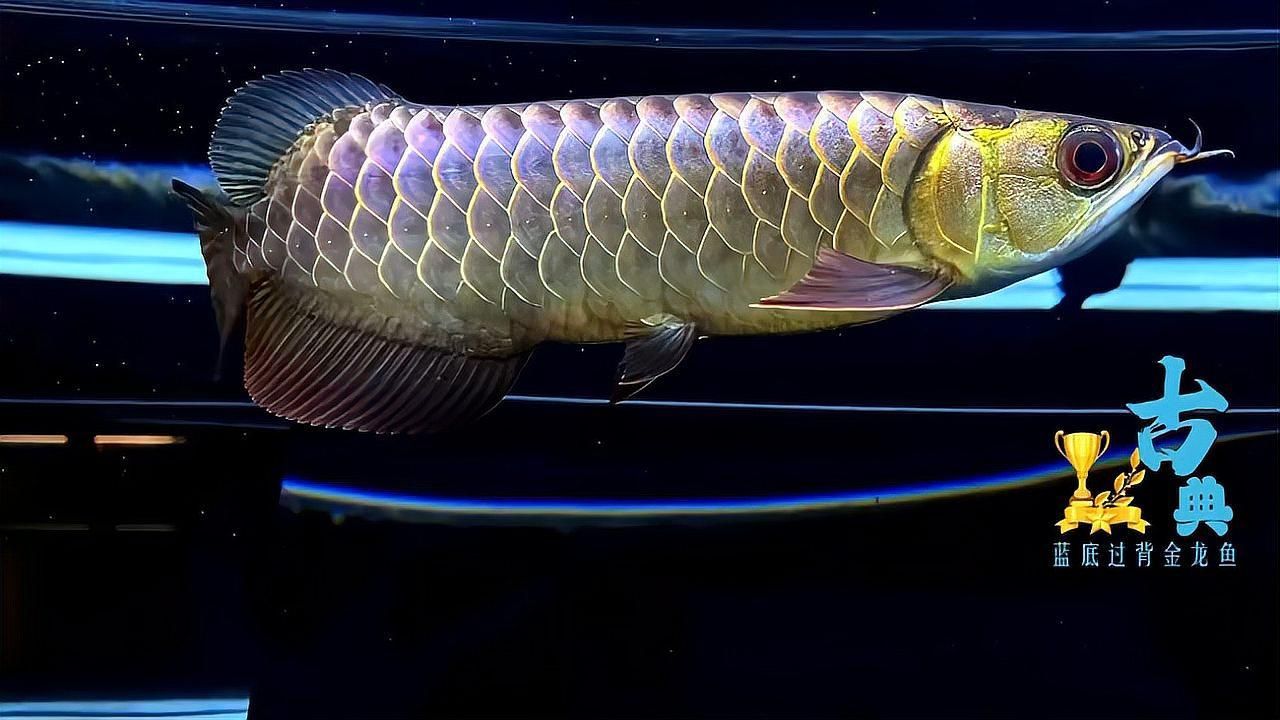 如何辨別藍底過背金龍魚的品相
