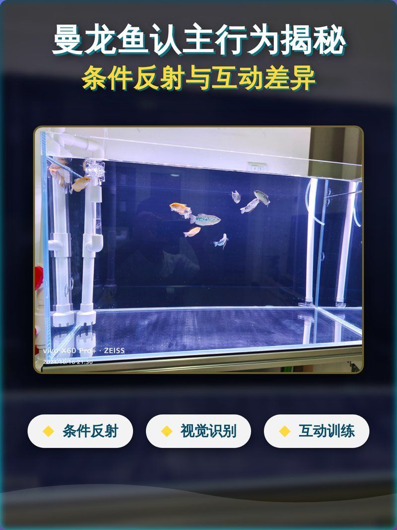 龍魚能認人嗎，龍魚會認主嗎？