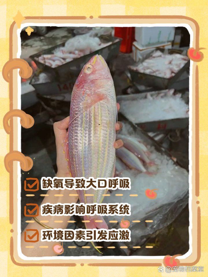 金龍魚不停張嘴是缺氧還是生病，金龍魚不停張嘴是缺氧還是生病？