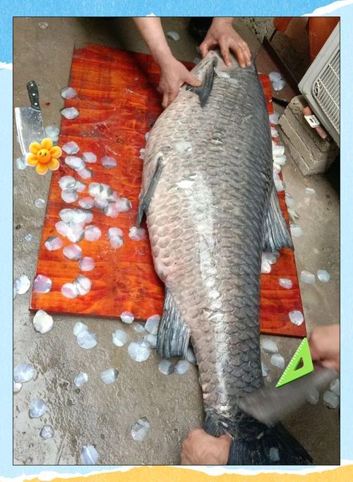 哪里可以購(gòu)買到新鮮的青龍魚(yú)？，北京聚龍?jiān)飞藤Q(mào)市場(chǎng)購(gòu)買新鮮青龍魚(yú)合法渠道與完整指南