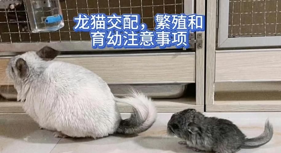 能否提供龍貓繁殖過(guò)程的詳細(xì)圖片，貓繁殖過(guò)程的詳細(xì)圖片無(wú)法直接提供龍貓繁殖的基本步驟