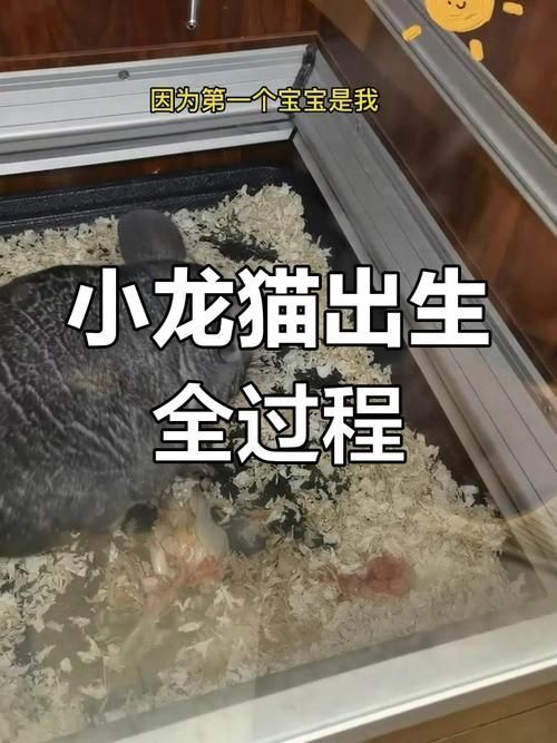 能否提供龍貓繁殖過(guò)程的詳細(xì)圖片，貓繁殖過(guò)程的詳細(xì)圖片無(wú)法直接提供龍貓繁殖的基本步驟