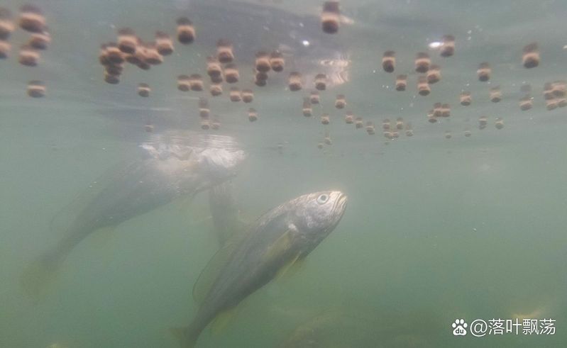 冷水觀賞魚多久喂一次，冷水觀賞魚喂食頻率詳解