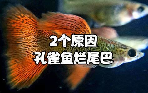 孔雀魚身上發白腐爛怎么治療，孔雀魚身上出現發白腐爛的原因 孔雀魚身上發白腐爛怎么治療，孔雀魚身上出現發白腐爛的原因 龍魚百科 第1張