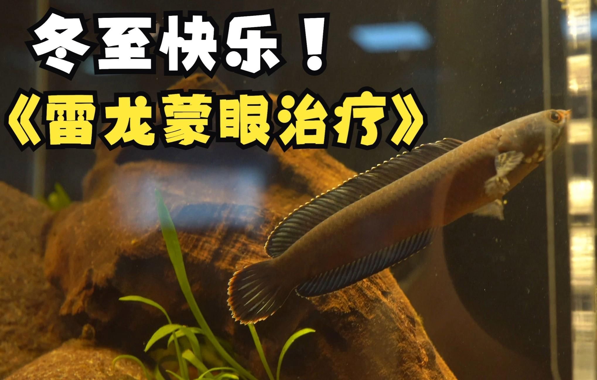 如何預(yù)防雷龍魚眼睛白膜，如何預(yù)防雷龍魚眼睛白膜（蒙眼）